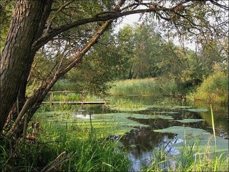 Вечер на реке Лахва 1