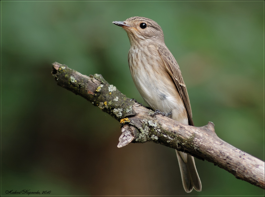 Серая мухоловка (Muscicapa striata)