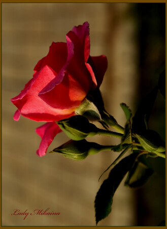 Rose №2