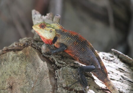 Добрая ящерка