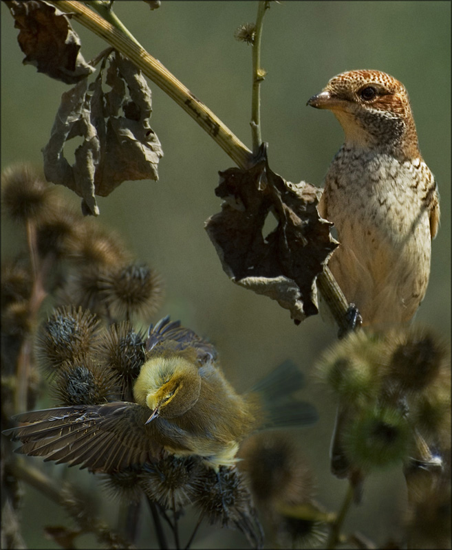 Фрагмент wild life