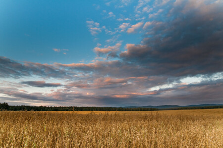 Поле, русское поле