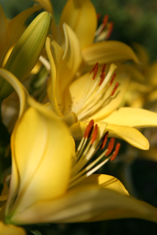 Lilies