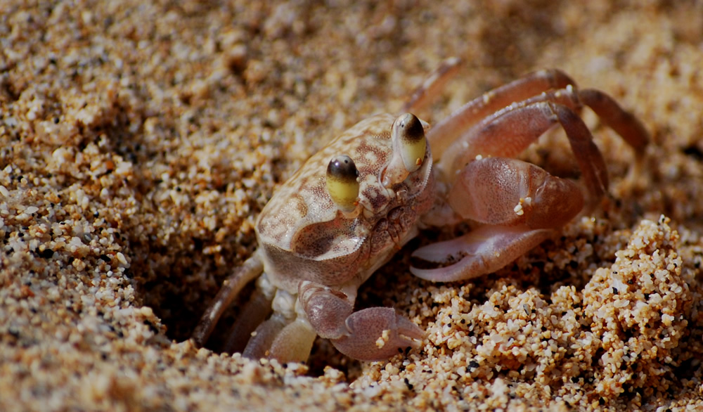 Sand Dweller#2