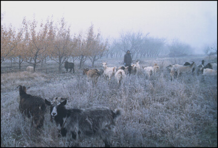 "Осенняя мелодия" (2004 год).