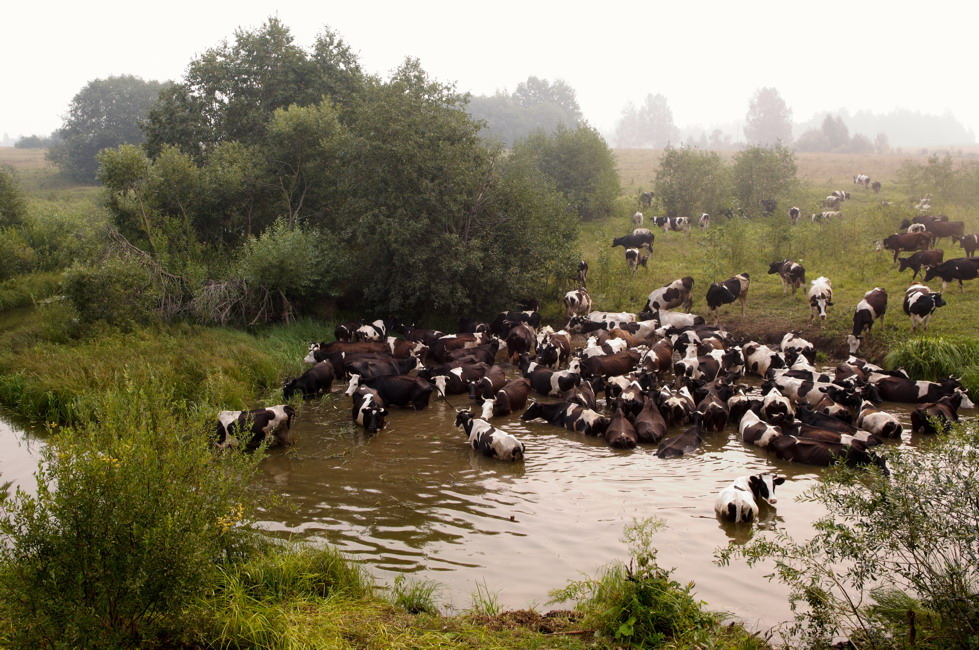 Купальщицы