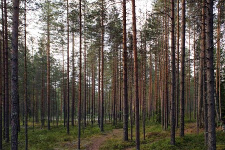 Карельские сосны