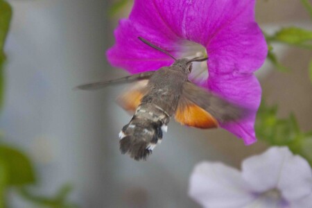 Языкан.Бражник