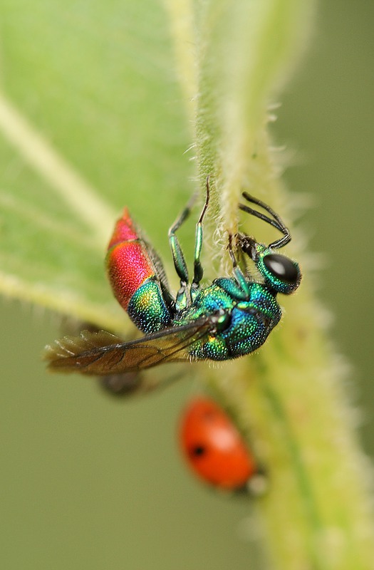 Оса-блестянка (Chrysididae).