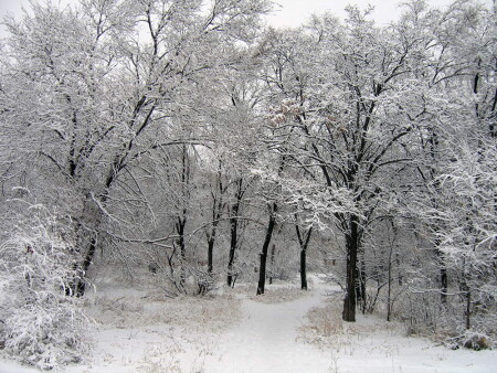 Зимняя тропинка