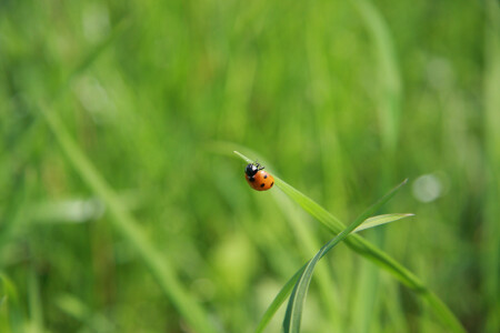 Божья коровка