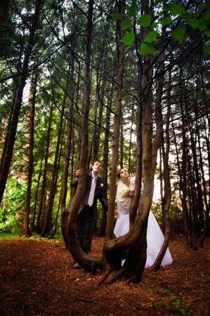 сказочный лес