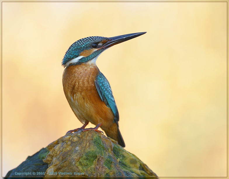 Common Kingfisher portrait