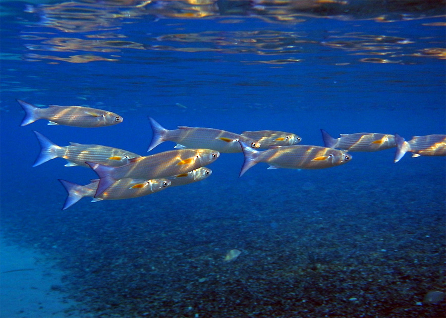 Эйлат, Красное море.