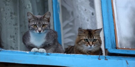 Котэшки