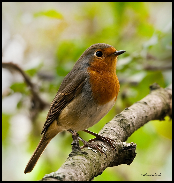 Erithacus rubecula