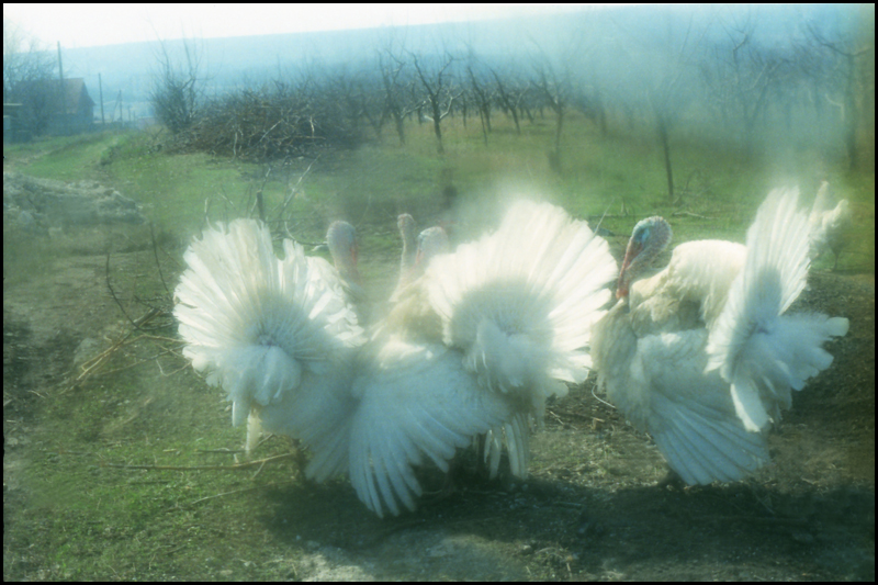 &quot;Индюшачья семья&quot; (2007 г.).