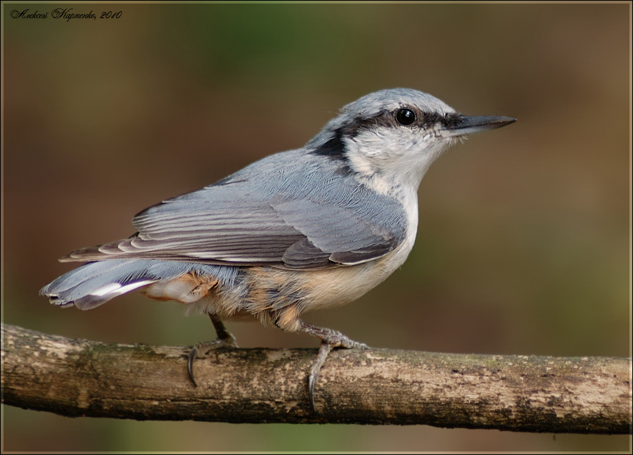 Обыкновенный поползень (Sitta europaea)