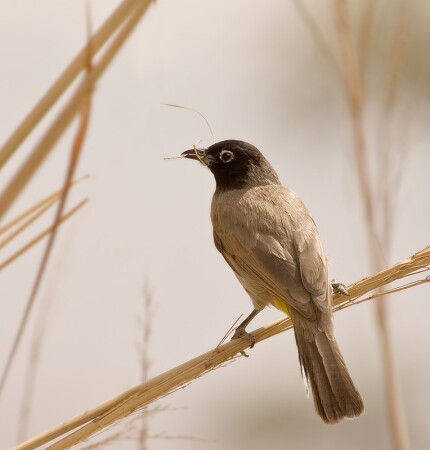 архитектор