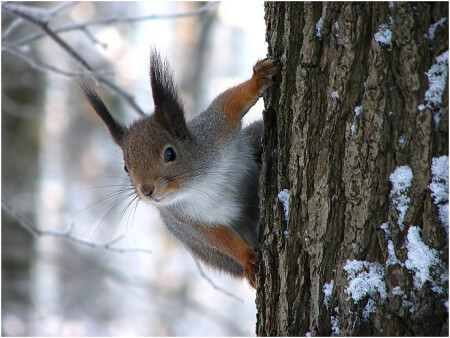 Любопытство