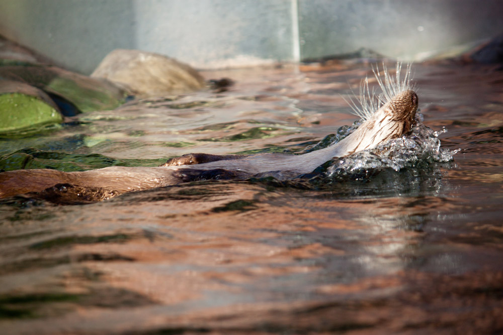 Водный кайф