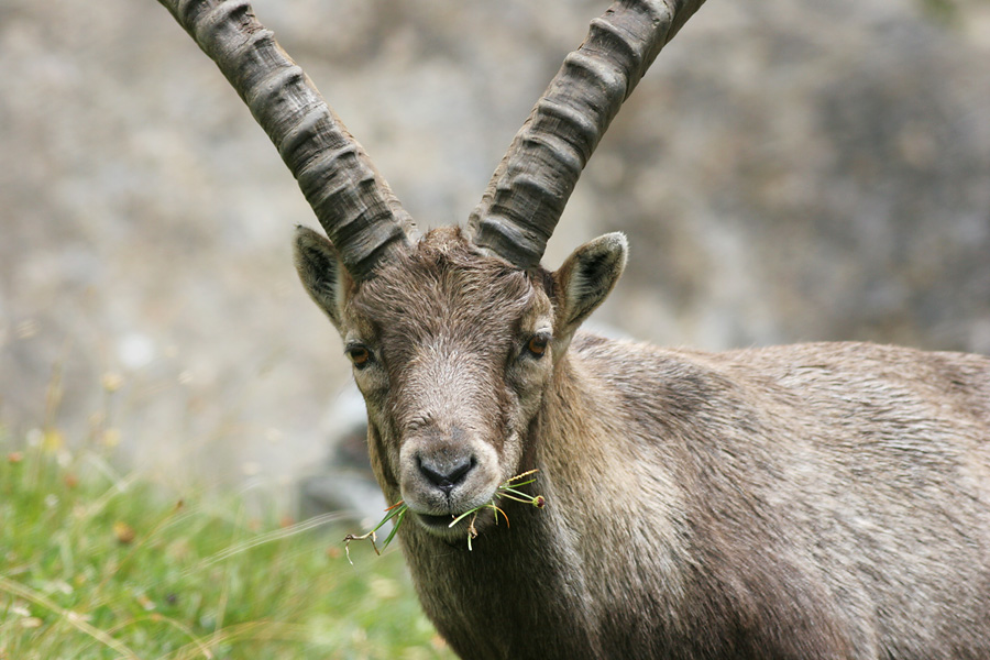 Ibex