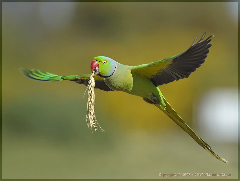 Rose-ringed Parakeet