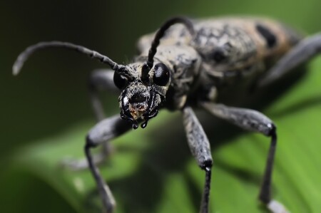 &amp;quot;хищник&amp;quot;