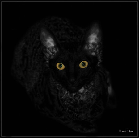 Корниш-рекс