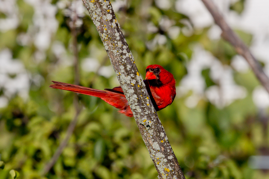 Northern Cardinal #1