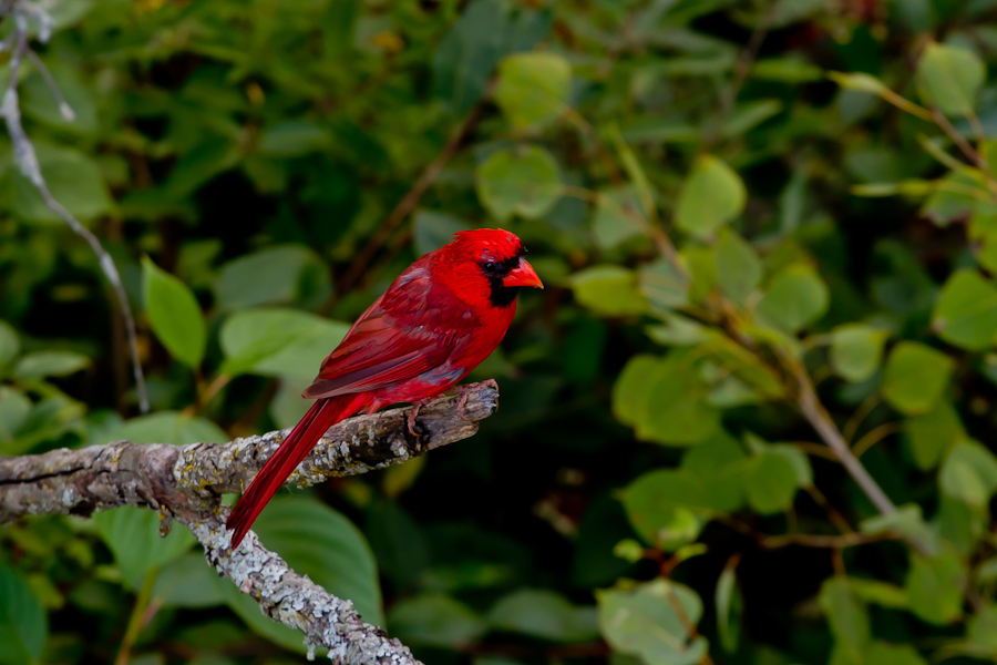 Northern Cardinal #2