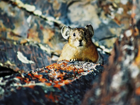 сеноставка