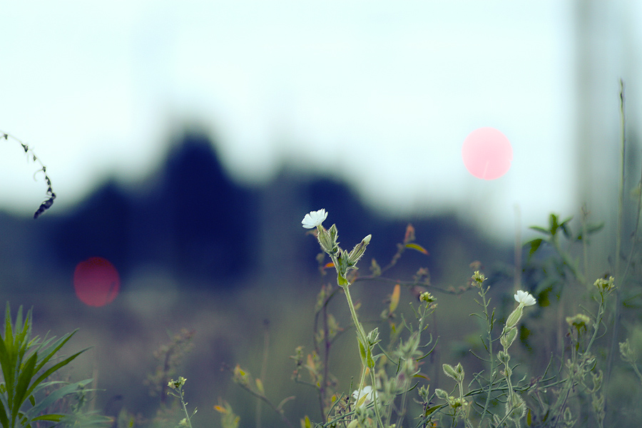 a field of grass