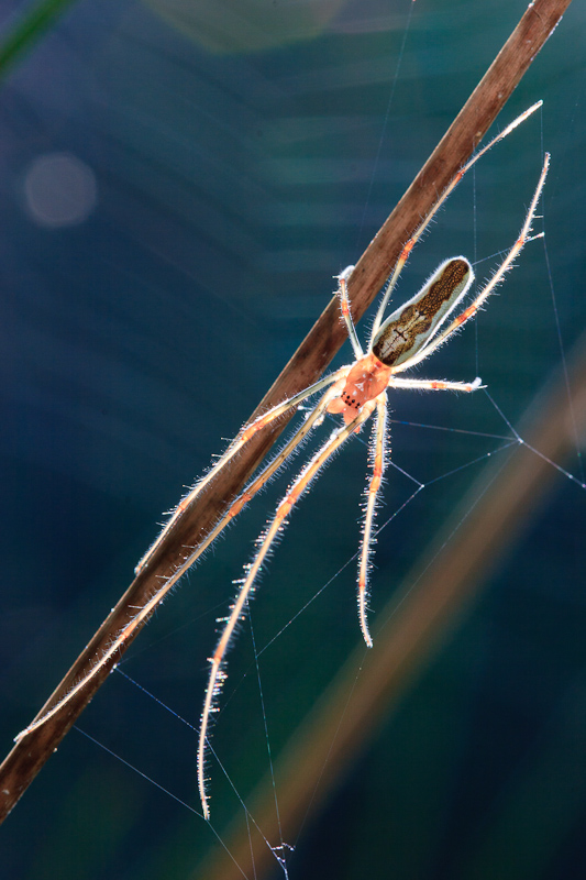 Tetragnatha montana