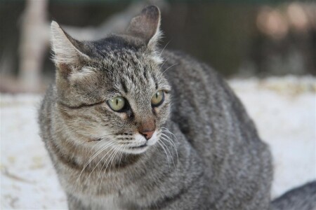 эти глаза напротив