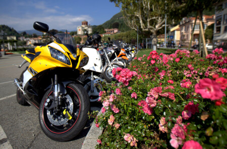  Пчелка и цветы