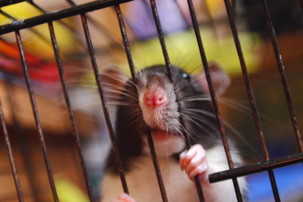 Sits behind bars in a dungeon damp...