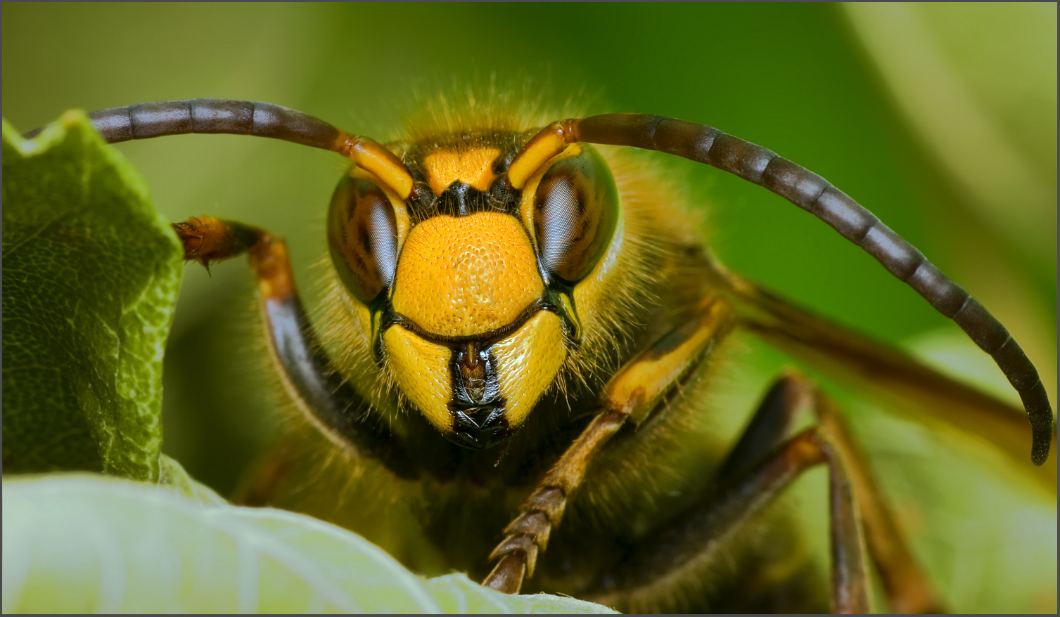 Обыкновенный шершень (Vespa crabo)