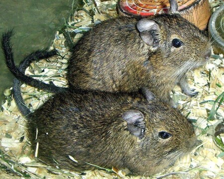 Парочка дегу (Octodon degus)