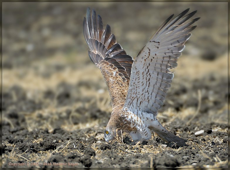 Short-toed Eagle: Прятки