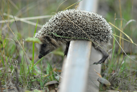 Ёжик спешит к медвежонку
