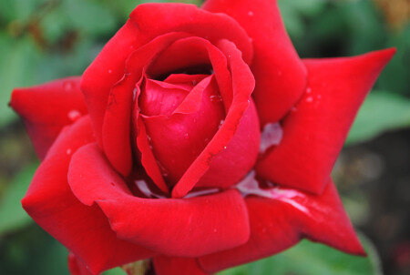 Розочки цветочки в мамином садочке