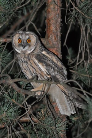 Ушастая сова.(Asio otus)