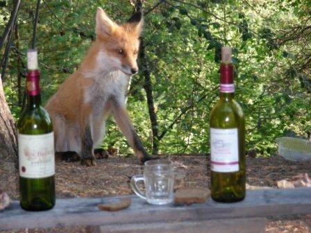 сухое или полусухое?