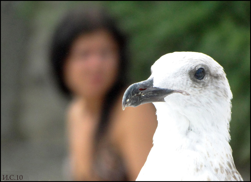 sea-gull and girl