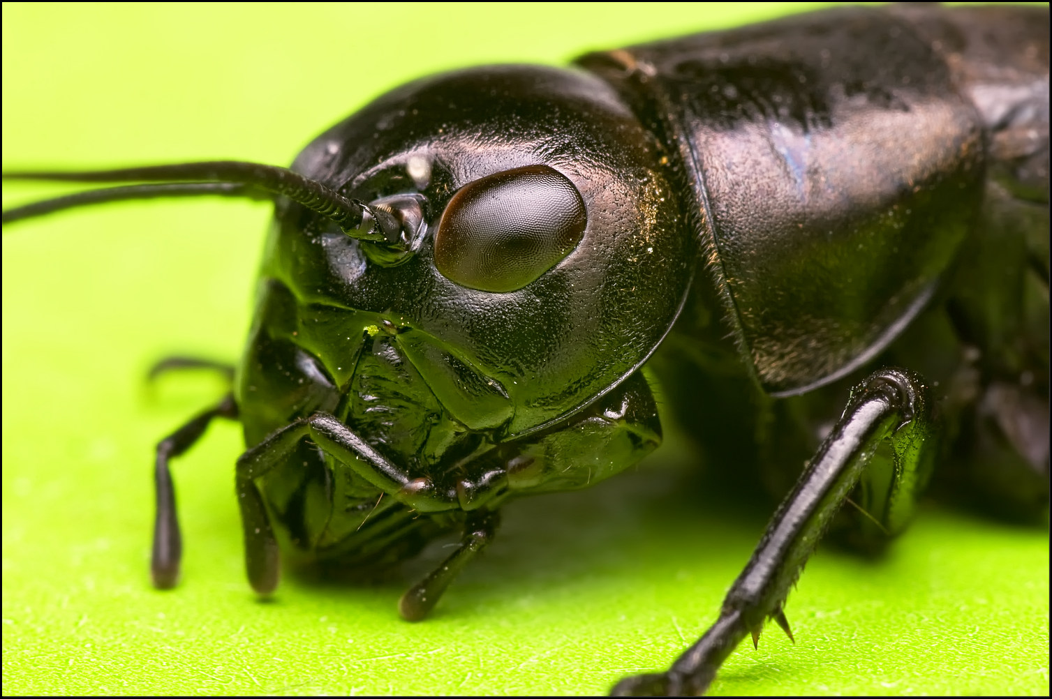 СВЕРЧОК ПОЛЕВОЙ (Gryllus campestris)