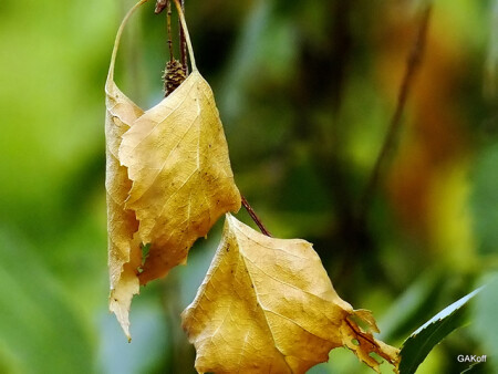 Пока на зелёном фоне