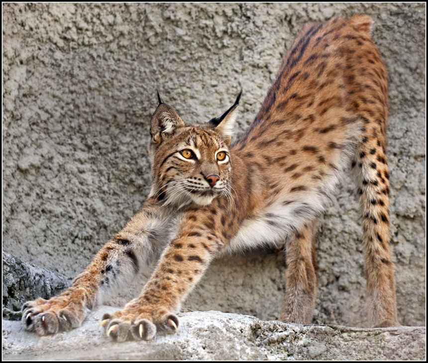 Lynx