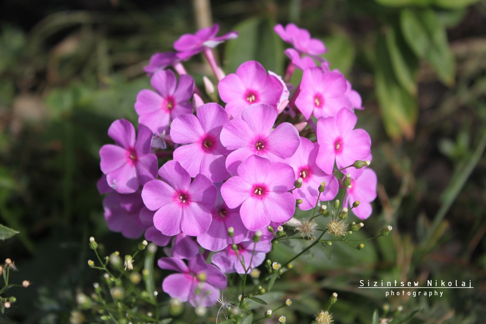 pink flower