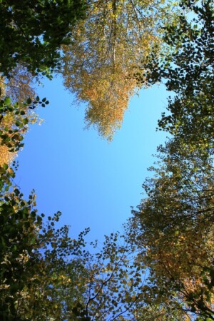 Любовь-природа